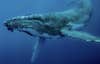 Humpback Whale, Vava'u, Tonga