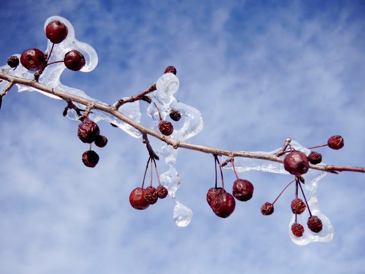 Ice - Crabapple Tango