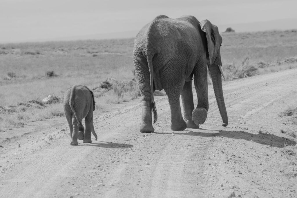 The End Of Wild Elephants in Your Lifetime