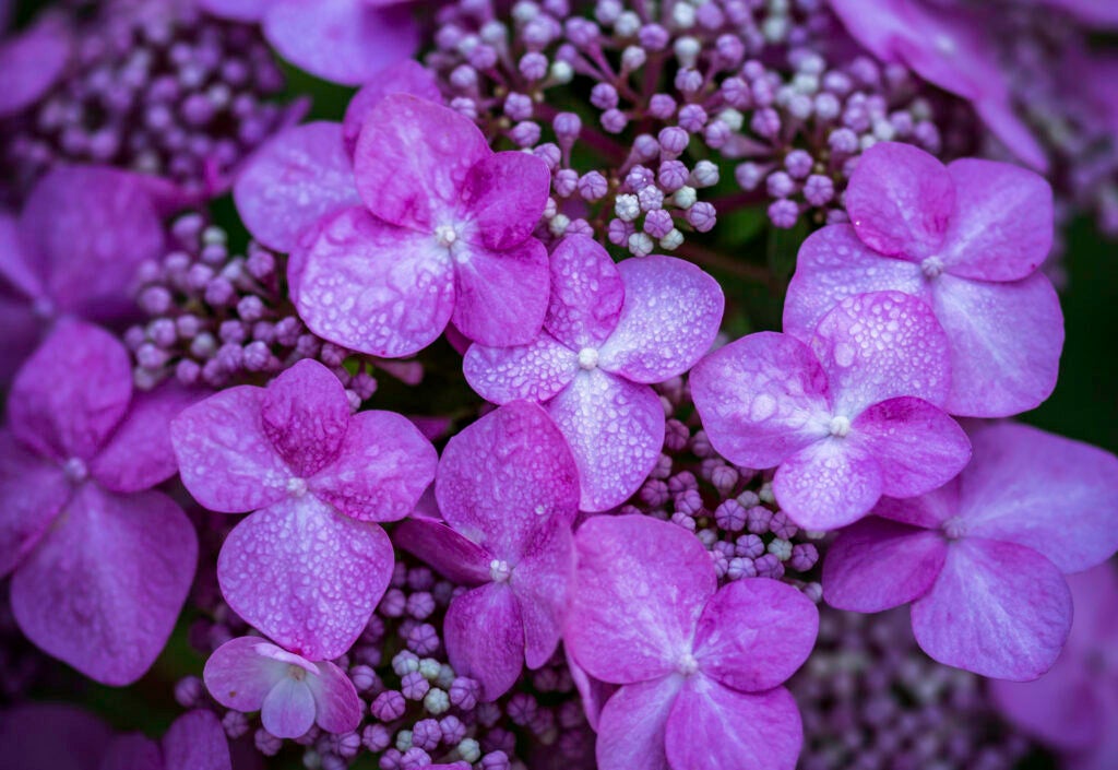 Today's Photo of the Day was captured by Micheline Brasseur using a Canon EOS REBEL T5i
and a 105mm lens at 1/320 sec, f/2.8 and ISO 100. See more work <a href="https://www.flickr.com/photos/134899077@N08/">here. </a>