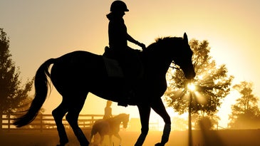 I, Photographer: Sam English Photographs Horses