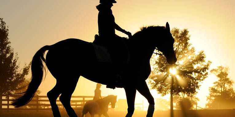 I, Photographer: Sam English Photographs Horses