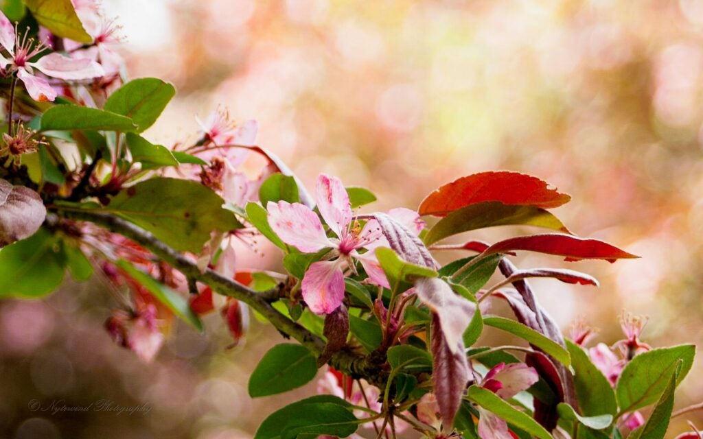 Cherry Blossoms Last Stand - Angelia Fenton