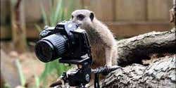 Meerkat Photo Fraud