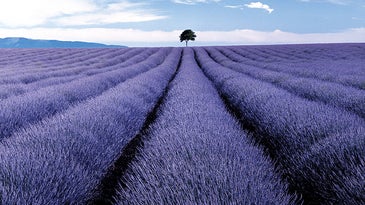 Tips from a Pro: Using Trees for Dramatic Landscape Photography