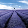 Valensole, France.