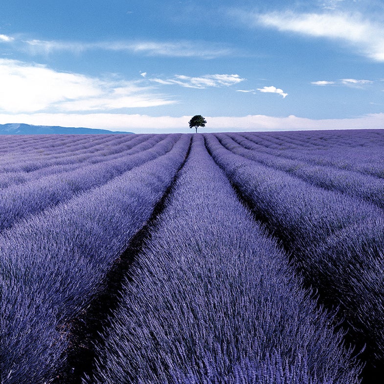 Valensole, France.