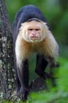 Today's Photo of the Day was captured by Jim Cumming. Jim captured this grumpy looking Capuchin monkey in Costa Rica on a Canon EOS 7D Mark II with a EF 70-200mm f/2.8L IS II USM lens at 1/1600 sec, f/2.8 and ISO 800. See more of Jim's work <a href="https://www.flickr.com/photos/8721305@N05/with/16263942447">here. </a>