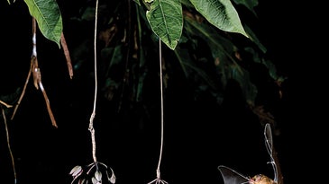 Backstory: Photographing Bats