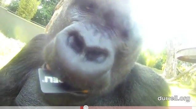 Gorillacam