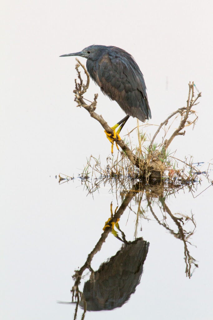 Reflecting Heron