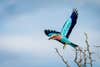 Lilac Breasted Roller