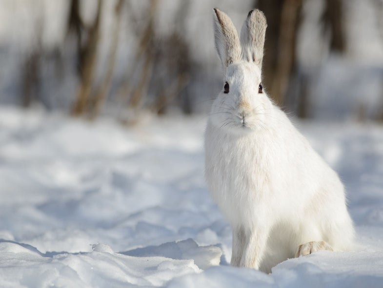 Today's Photo of the Day was captured by Jeannine St-Amour using a Nikon D7000 with a long 300mm f/4 lens at 1/1250 sec, f/4.5 and ISO 100. See more work <a href="https://www.flickr.com/photos/87179631@N02/">here.</a>