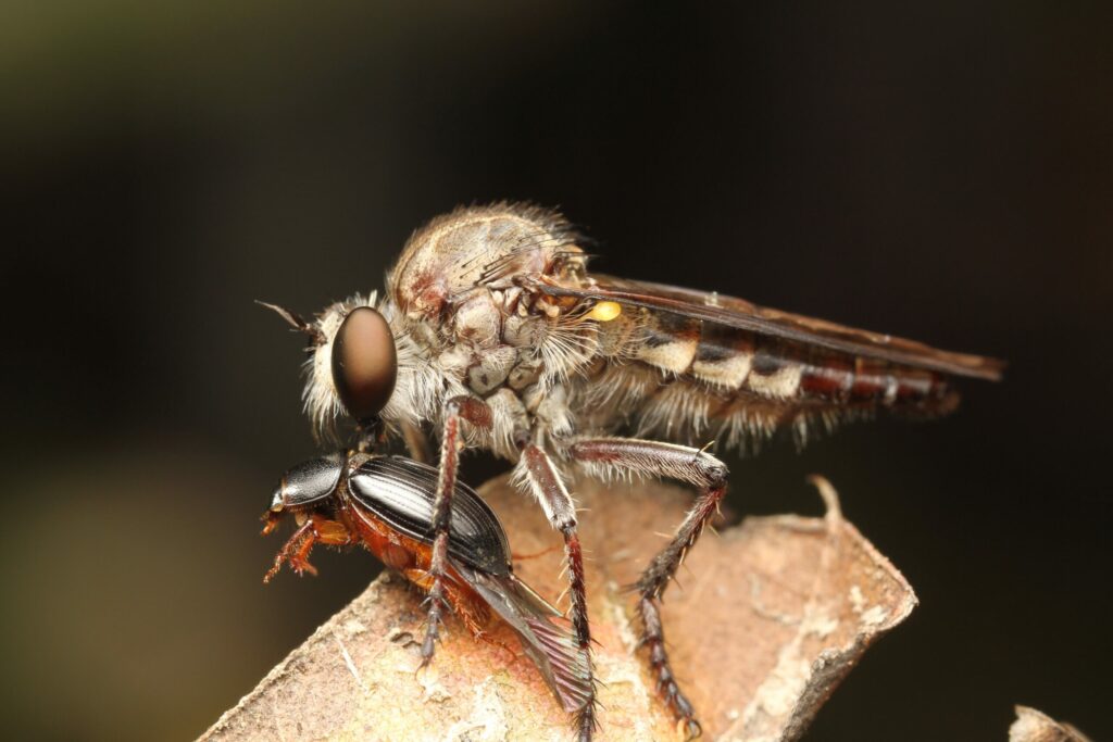 Robber Fly Eating