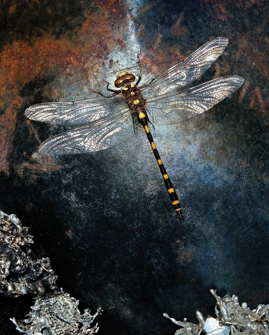 Odonata.jpg