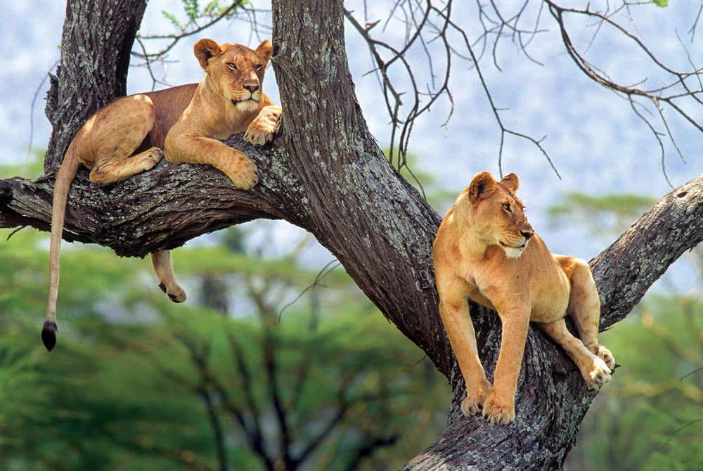 Serengeti Park, Tanzania