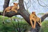 Serengeti Park, Tanzania