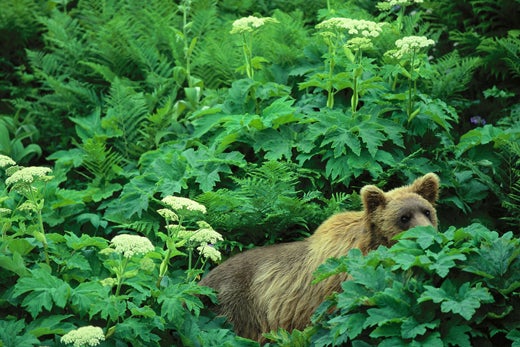 "Alaskan-brown-grizzly-bear-Chenik-Alaskan-Peni"
