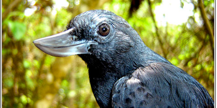 Nature Watch: First Photo of the “Smiling Bird”