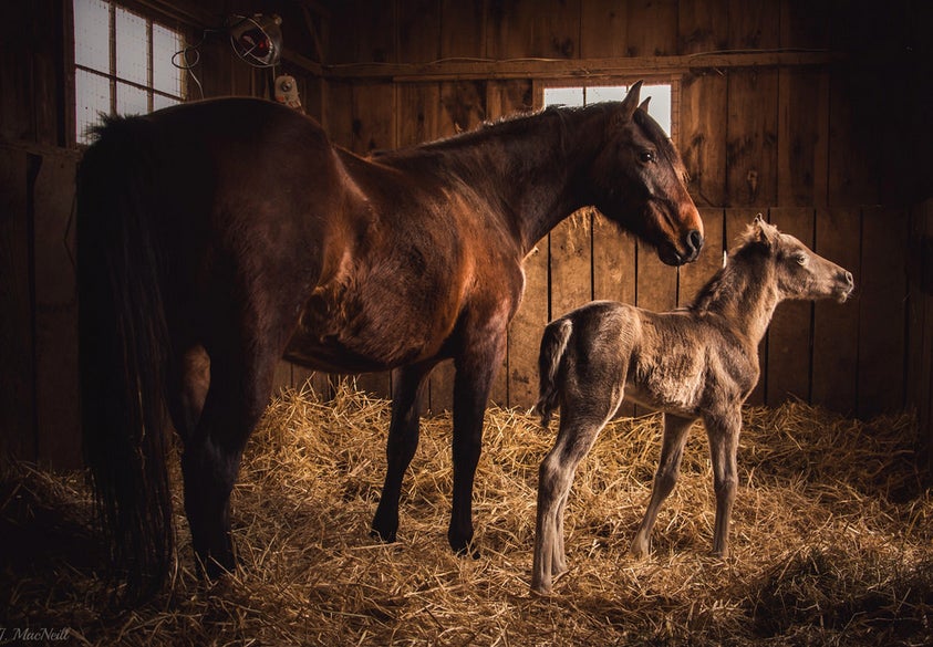 Today's Photo of the Day comes from Jennifer MacNeill and was created in a stable in Bethesda, Pennsylvania. Jennifer used a Canon EOS 6D with a EF 24-105mm f/4L IS USM lens at 1/50, f/4 and ISO 640 to capture this Kentucky Mountain Saddle mare and her foal. See more of Jennifer's work <a href="http://www.flickr.com/photos/31714338@N07/">here.</a>