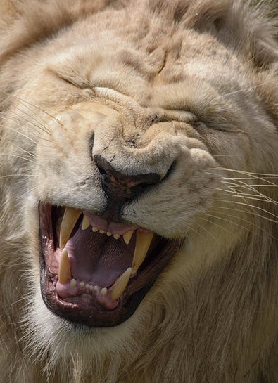 Today's Photo of the Day was taken by Ben Roffelsen at the Metro Toronto Zoo. Ben captured this white lion using Nikon D7100 with a 150.0-500.0 mm f/5.0-6.3 lens. See more of Ben's work <a href="http://www.flickr.com/photos/benroffelsen/">here. </a>