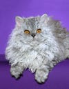 selkirk-rex-whf-too-curl.jpg