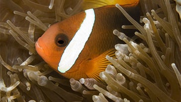 5 Tips for Better Underwater Photos