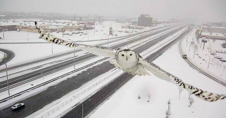 Canadian Traffic Camera Picture of a Snowy Owl