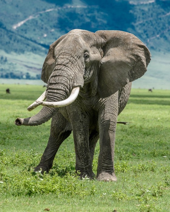 Elephant in Ngorongoro Crater