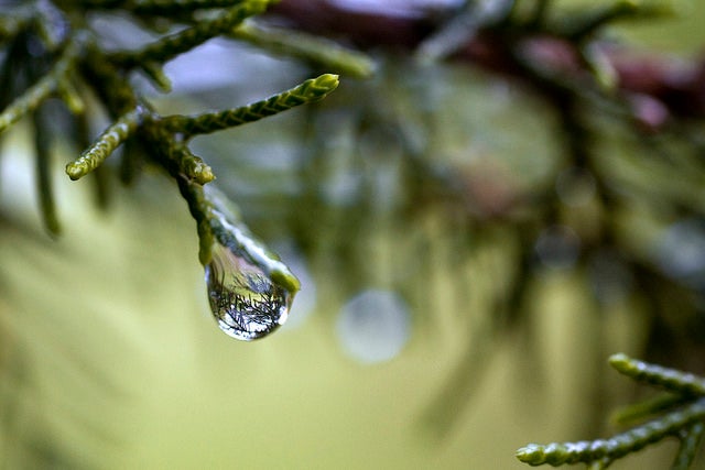Today's Photo of the Day comes from Otto Danby and was taken in Gaston County, North Carolina. Danby captured this shot of rain drops lingering on a branch with a Canon EOS Rebel and a Sigma 70mm EX DG Macro lens at 1/250, f/5.6 and ISO 400. See more of his work <a href="http://www.flickr.com/photos/128391183@N05/">here. </a>