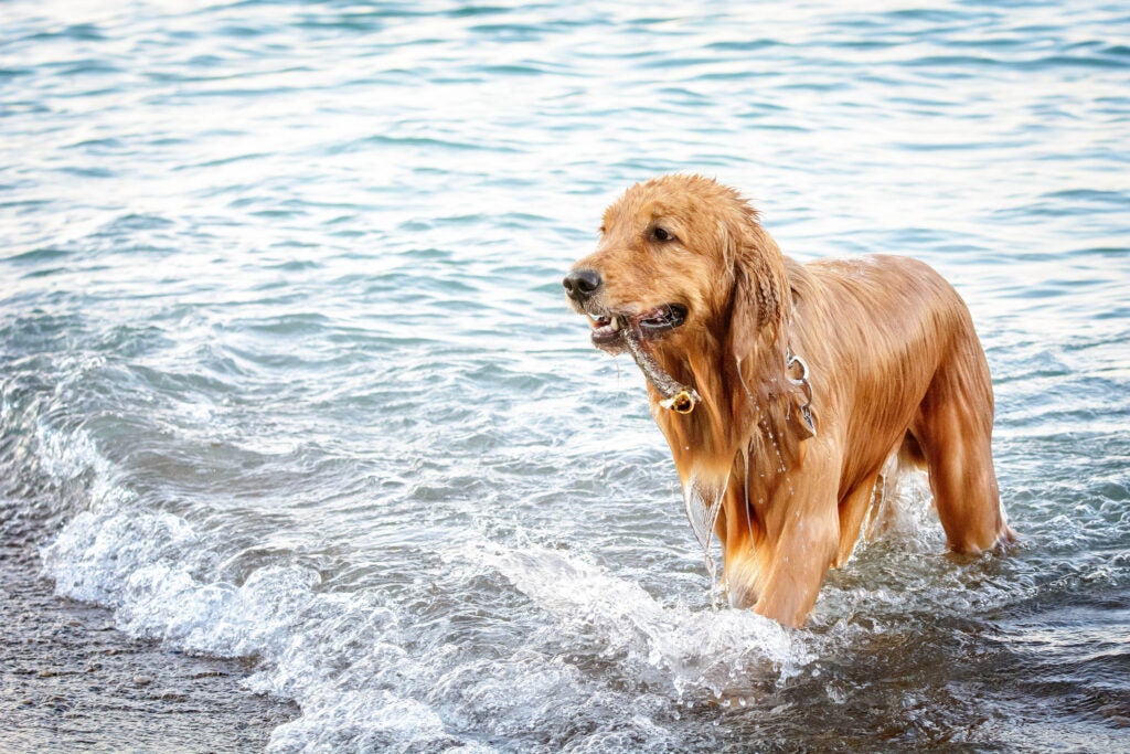 Today's Photo of the Day comes from Joe Weaver and was taken during a game of fetch with this beautiful golden retriever in Lake Michigan. Weaver used a Nikon D7100 with a 70-200mm f/2.8 lens at 1/500, f.5.6 and ISO 1000 to capture the scene. See more work from his day at the lake <a href="https://www.flickr.com/photos/joeweav/">here.</a>