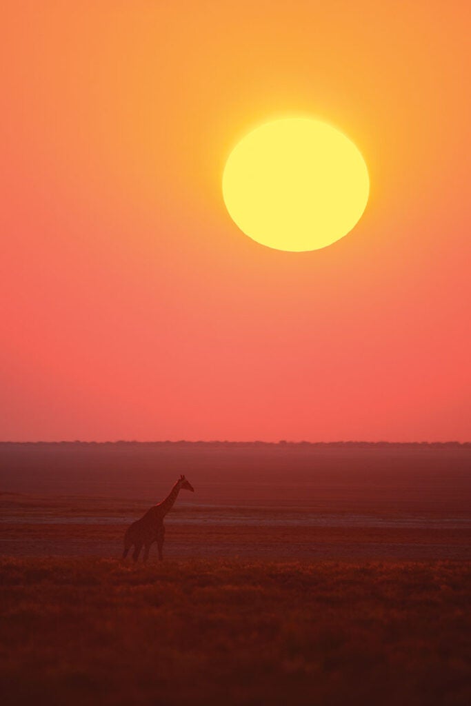 Giraffe, Etosha N.P.