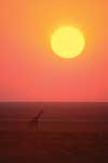 Giraffe, Etosha N.P.