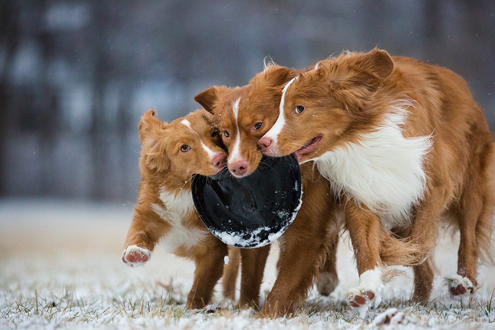 three dogs playing