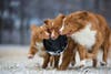 three dogs playing