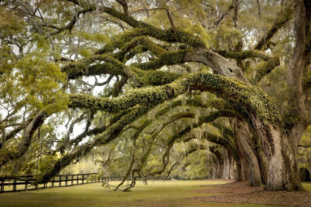 Avenue of Oaks