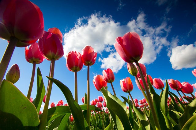 Today's Photo of the Day comes from Flickr user R. Clark Photography and was captured during the Washington Tulip Festival with a Canon EOS 60D and a 10-20mm lens at 1/50 sec, f/18 and ISO 100. See more work<a href="http://www.flickr.com/photos/clearcoolblue/"> here.</a>
