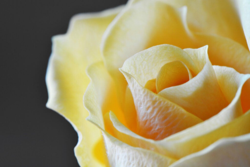 Yellow Rose