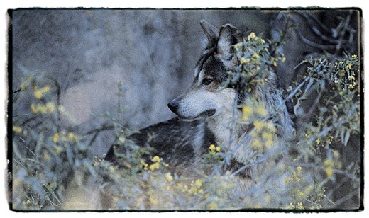 "Before-They-re-Gone-This-Mexican-gray-wolf-on-an"
