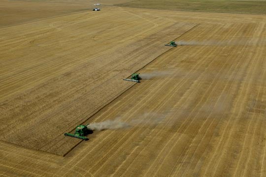 Wheat Harvest