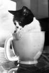Cat in a measuring jug