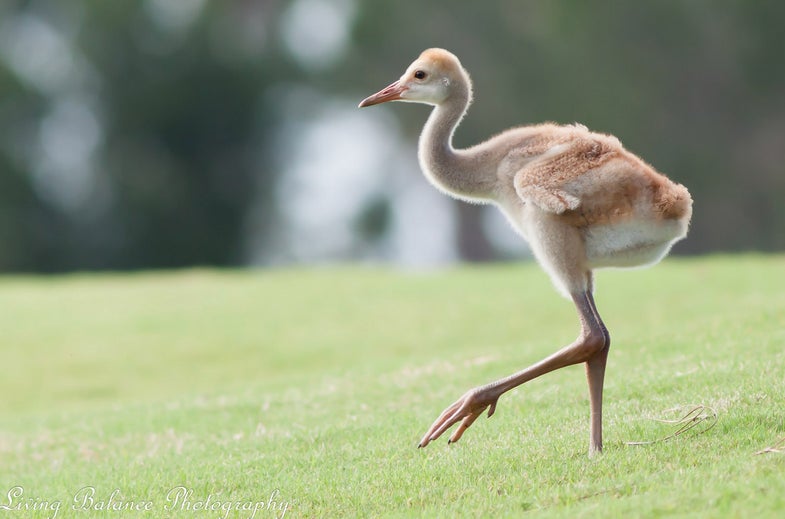 Peter Brown captured this photo of a baby sandhill crane in Orlando on a Canon 50D with a EF300mm f/4L IS USM lens. See more of Peter's work here. Want to see your work featured as Photo of the Day? Simply submit your images to our Flickr Page.