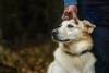 dog getting head scratches