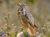 Great-Horned Owl