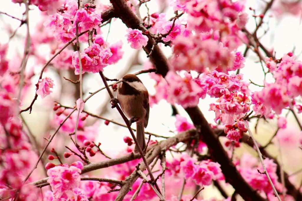 This beautiful little chickadee happened to cross my way as I was photographing the newly-blossomed, petite flowers of my cherry tree. It posed just long enough for me to snap a quick picture before darting away. Spring brings many surprises! Taken with a Canon PowerShot SX40 HS.