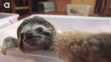 Video: Baby Sloth Snaps a Bunch of Selfies