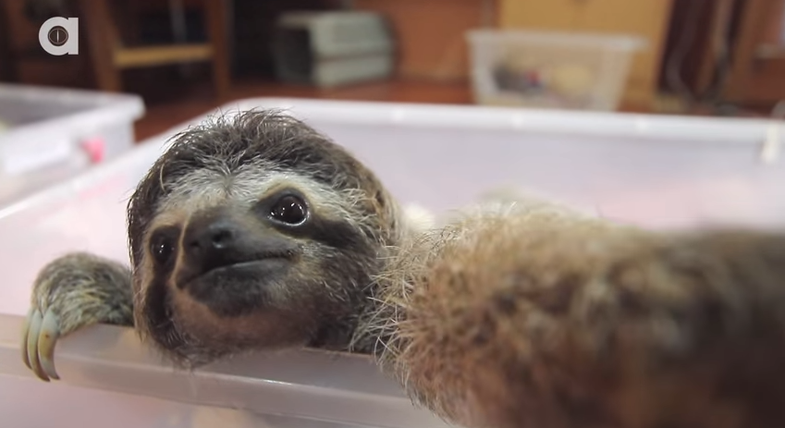 Video: Baby Sloth Snaps a Bunch of Selfies