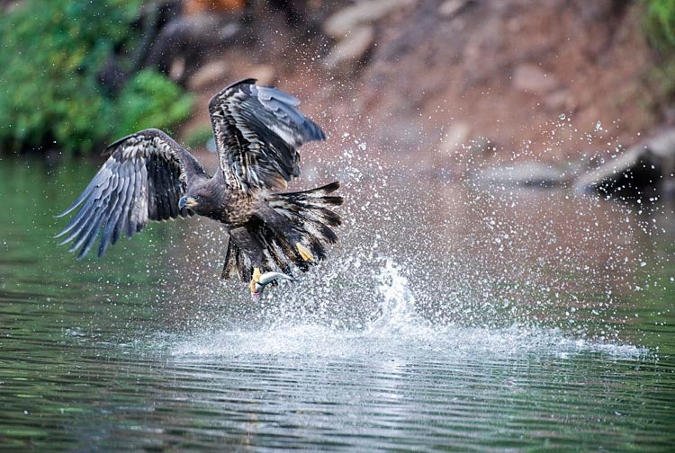 Today's Photo of the Day was shot by Ed Bonkowski. Ed was fishing at Woods Canyon Lake in Arizona when a baby bald eagle swooped in and caught a trout.