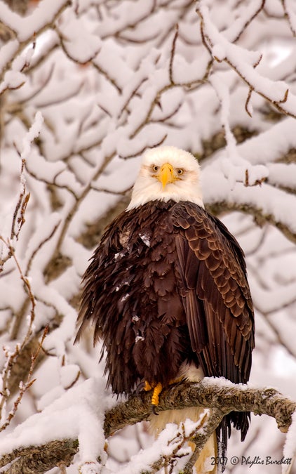 Haines-Arkansas.jpg