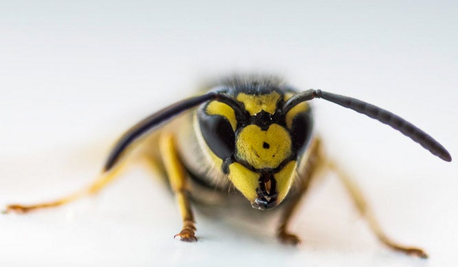 Today's Photo of the Day was taken by Dov Plawsky using a Nikon D800 with a 150.0 mm f/2.8 lens when a yellow jacket flew into his apartment. See more of Dov's work<a href="http://www.flickr.com/photos/44114161@N07/"> here. </a>